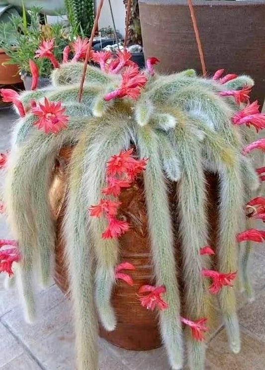 Cactus Unique Charm for Your Gardan