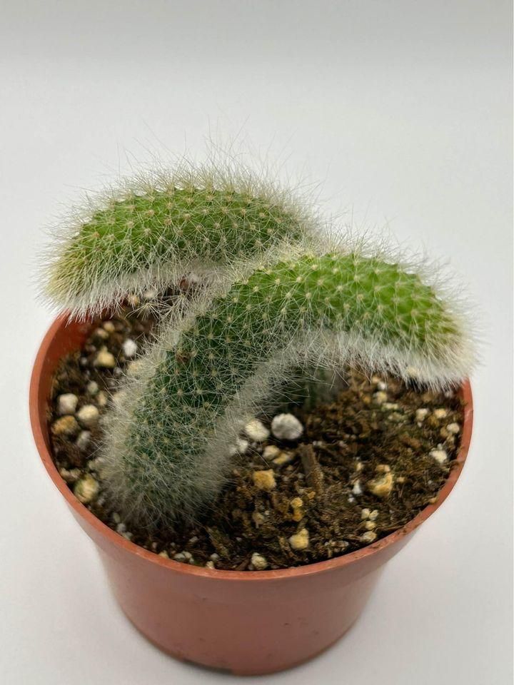 Cactus Unique Charm for Your Gardan